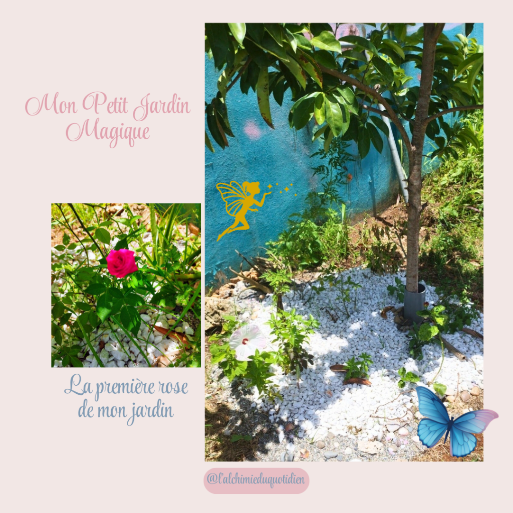 Photo d’un jardin aménagé avec des plantes médicinales, une rose éclatante et un arbre sous un fond mural coloré.